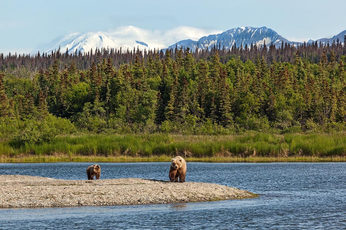 Katmai National Park & Preserve bears