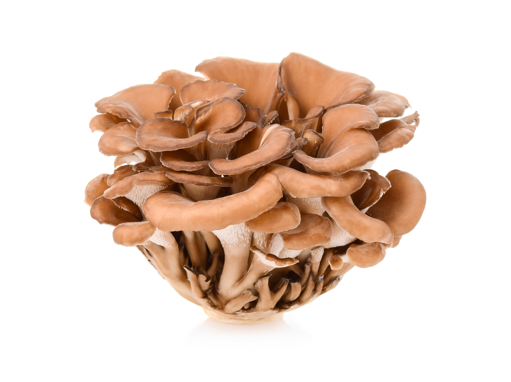 maitake mushroom Hip & Healthy