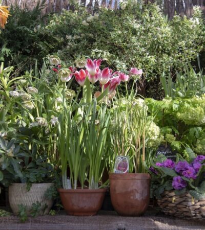 Spring Gardens Are Made In Autumn...From Bulbs To Lawn Care Here's Your Checklist