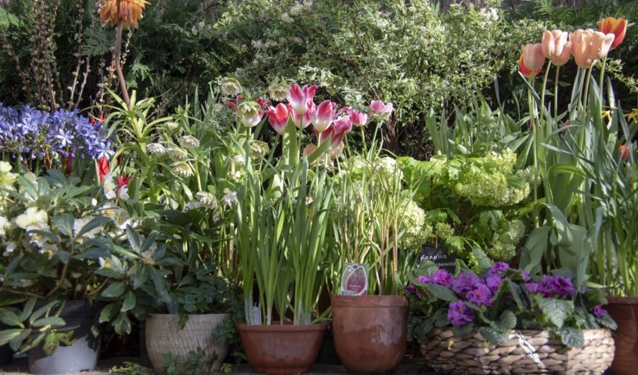 Spring Gardens Are Made In Autumn...From Bulbs To Lawn Care Here's Your Checklist