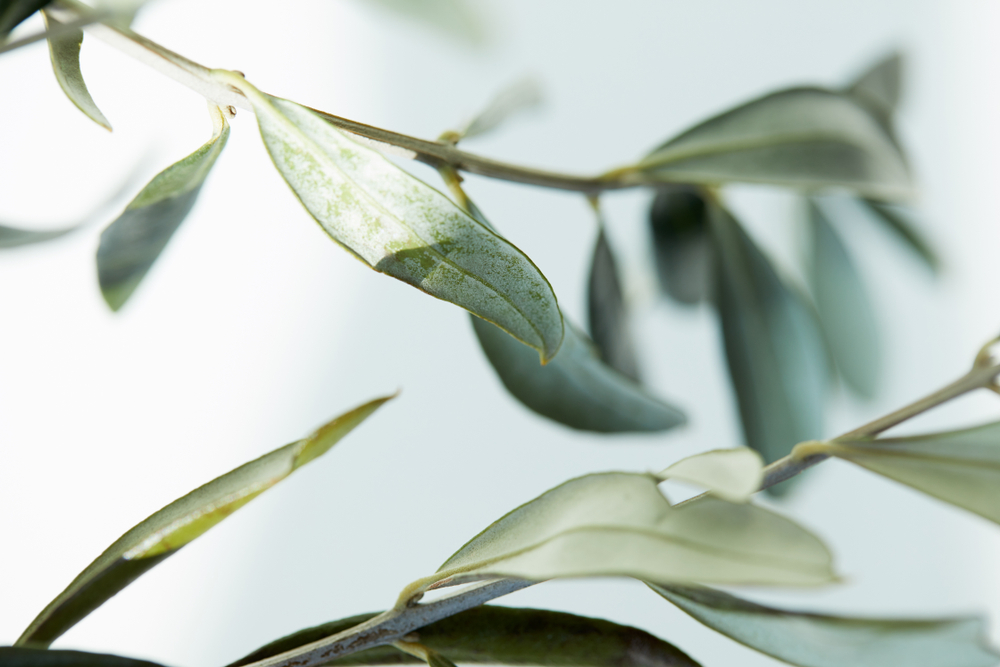 The Blood Pressure Benefits of Olive Leaf Extract